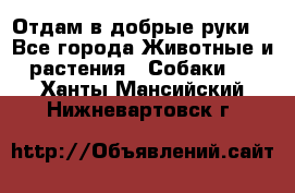 Отдам в добрые руки  - Все города Животные и растения » Собаки   . Ханты-Мансийский,Нижневартовск г.